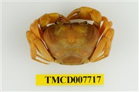 藏品(太魯閣澤蟹)的圖片